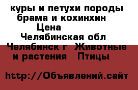  куры и петухи породы брама и кохинхин  › Цена ­ 2 000 - Челябинская обл., Челябинск г. Животные и растения » Птицы   